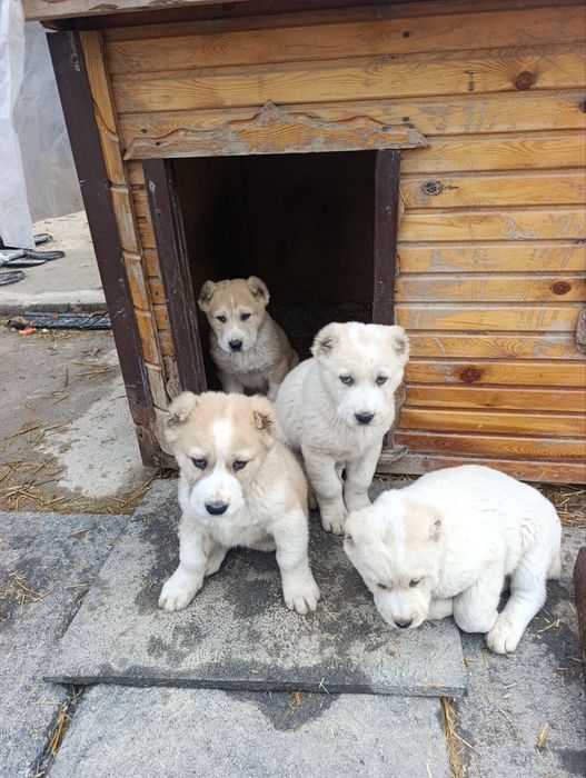 Alabay kuchuk bolalari