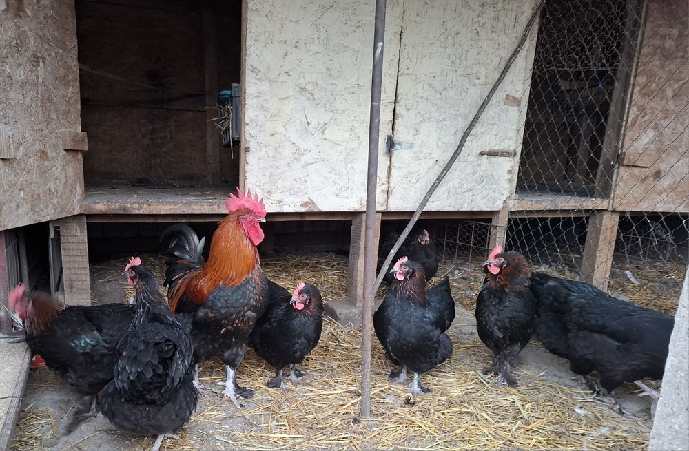 Ouă pentru incubat de la gaini: Marans, Cream Legbar si La Bresse