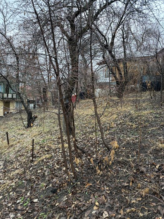 Слива, черешня деревья дерево бесплатно