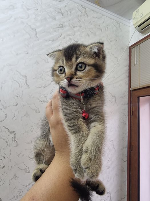 Котята породы скоттиш фолд и страйт золотая шиншилла