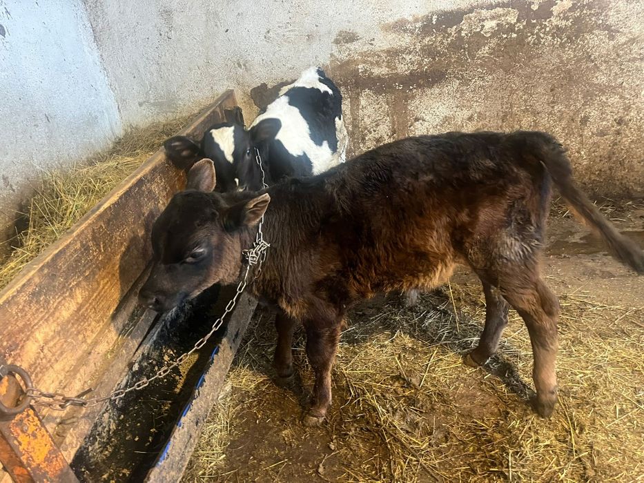 Vând 2 tăurasi frumosi