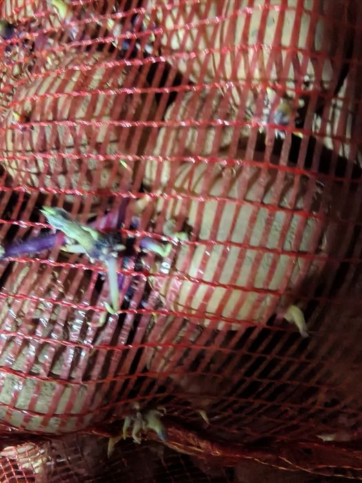 Vand carofi de samanta