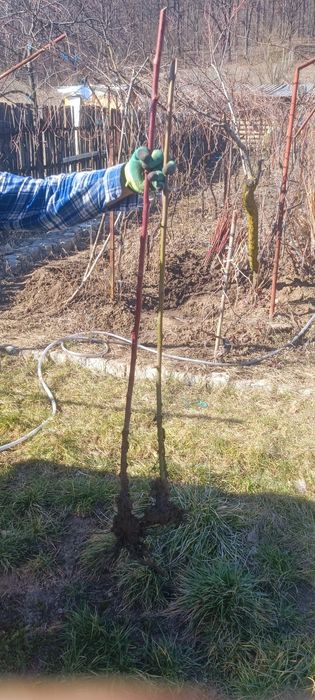 Vând butași de muri și zmeura