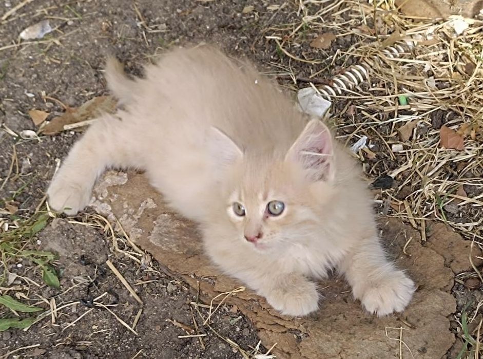 Спешно! Прекрасни котета търсят своя Човек!