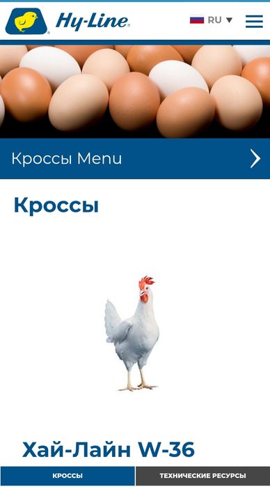 Цыплята 100 % Курочки несушки Хай Лайн соня  и Ломан Сенди Жужалари