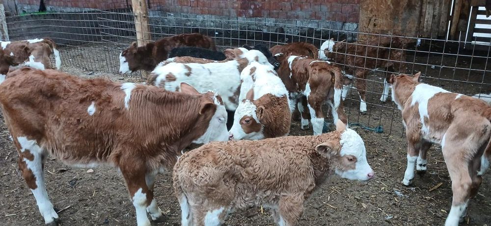 Vând vitei limousin,belgian etc