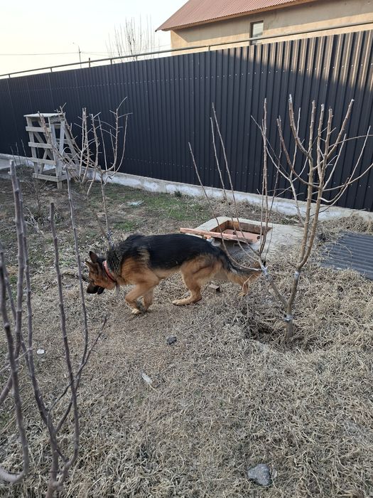 немецкая очварка