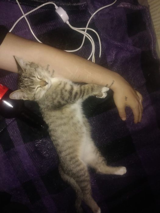 Отдам котенка , бесплатно .