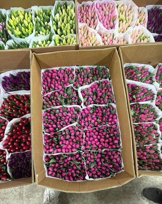 Тюльпаны цветы оптовые цены