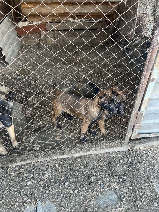 Сатылады кушык белгиски овчарка