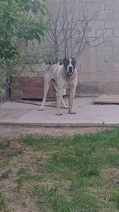 Алабай тобет ит.срочно сатлады Линия Карабас асты Усти  вес 80.