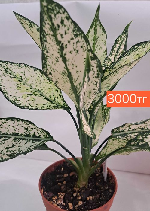 Аглаонема First Diamond.