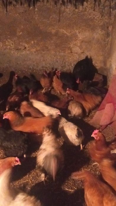 Куицы несушки