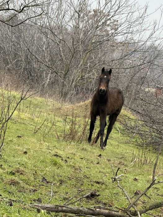 конче на 9 месеца