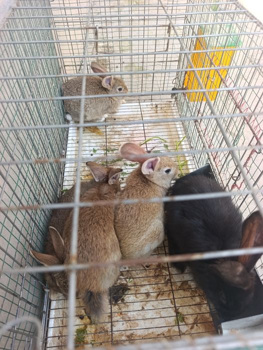 35 . 40 kunli quyonchala.