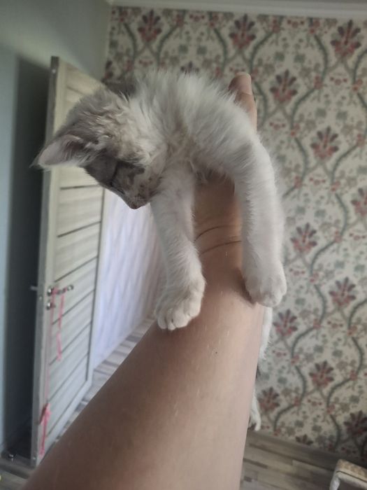 Отдам в хорошие руки. Семена