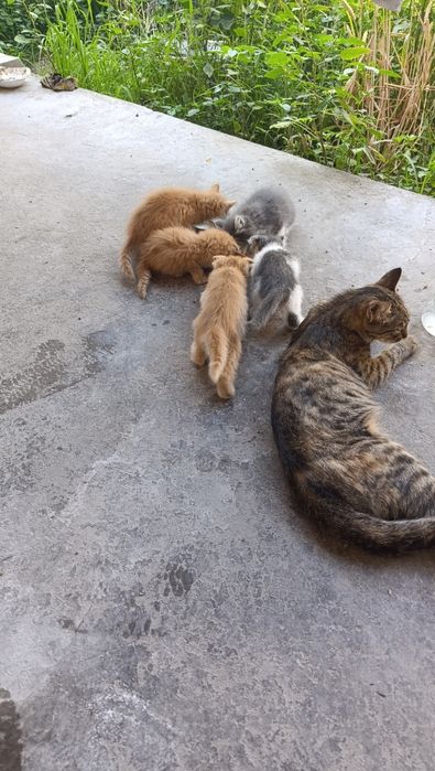 Парадные домашние котята
