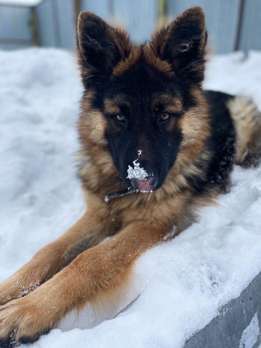 Вязка собак овчарка