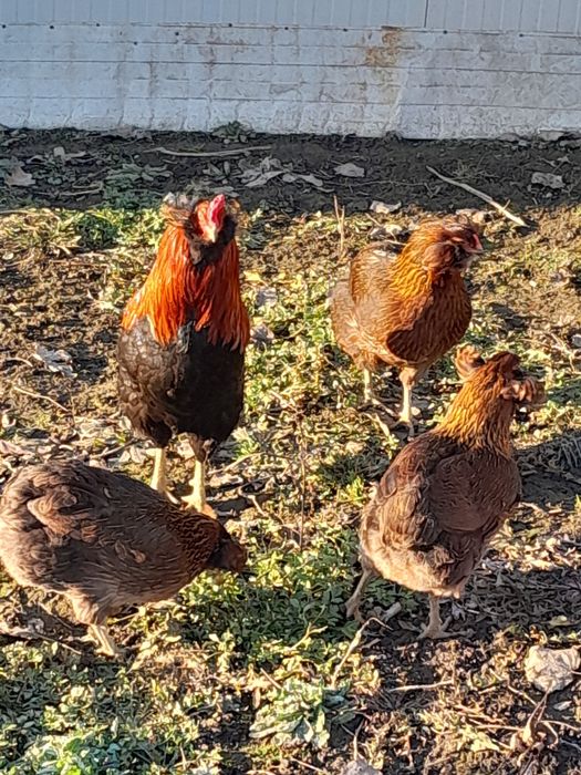 Ouă incubat  Araucana