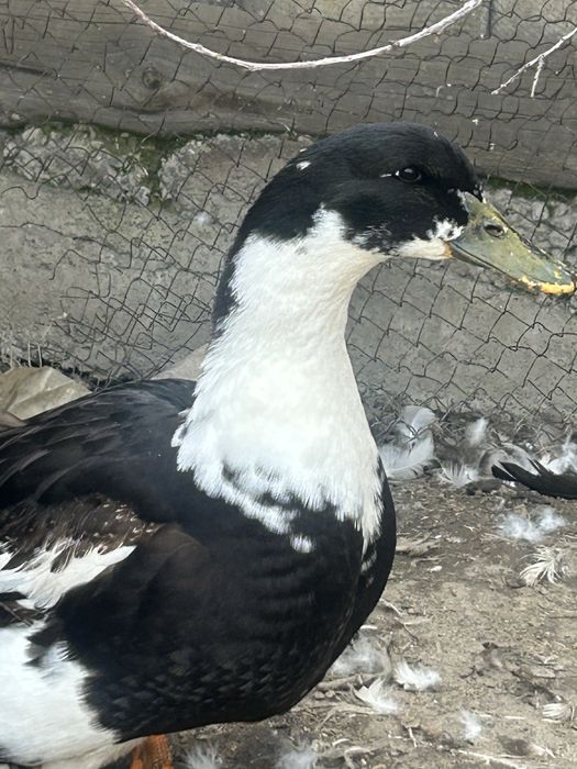 Утка башкирская,годовалая