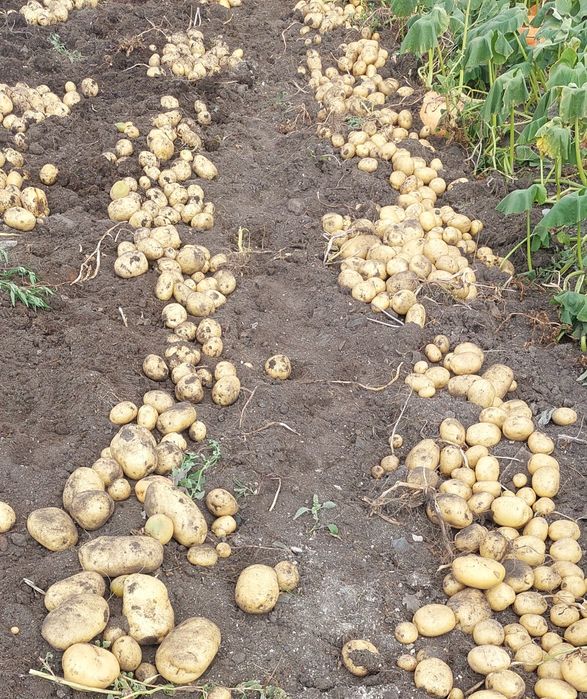 Домашний картофель, сорт Коломбо