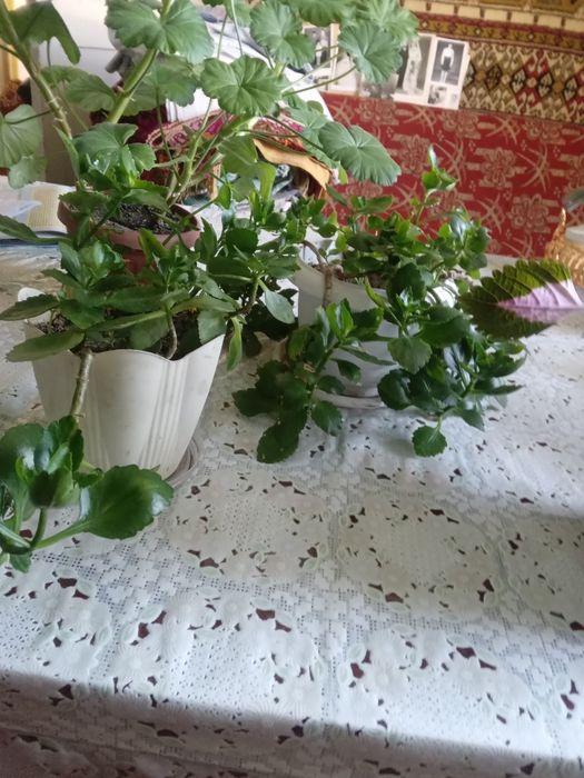 Комнатные цветы разные