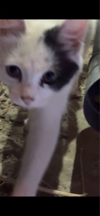 Ищем домик для котенка
