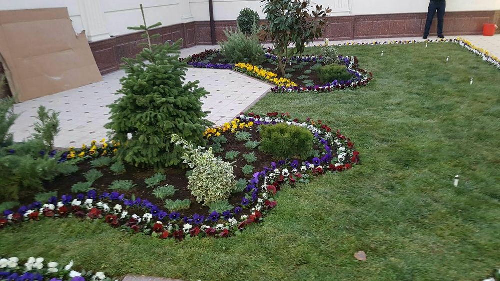 Gazon ekamiz  lanshaft qilamiz