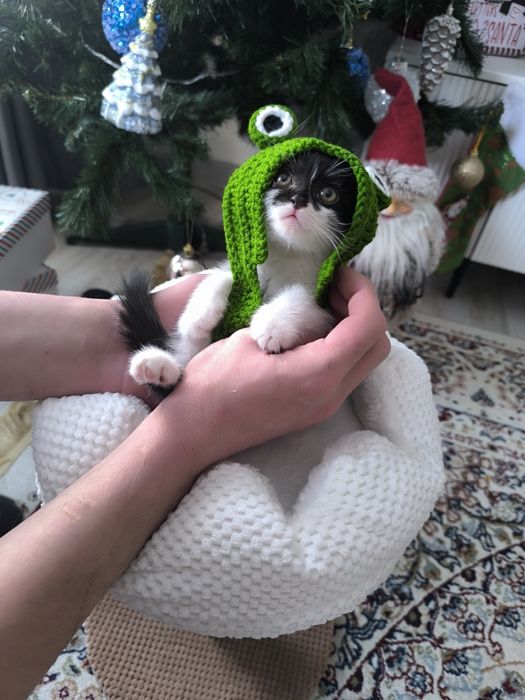 Продам котенка, девочку