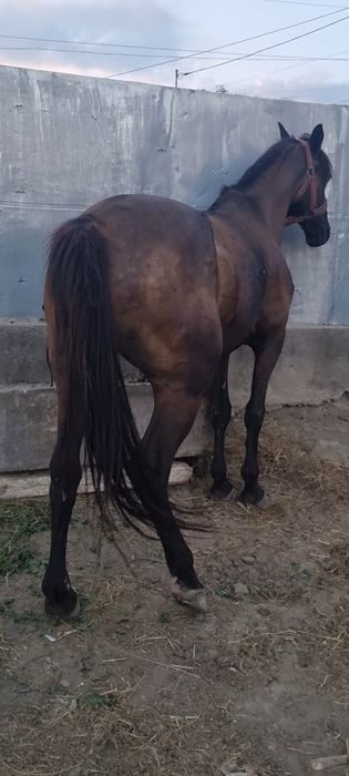 Vând  aceasta iapa foarte bună de caruta sau bineînțeles călărie