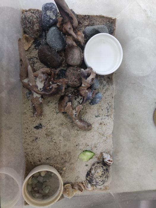 Рачки-отшельники вместе с террариумом