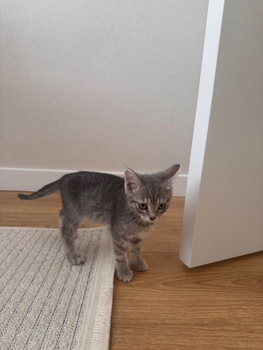 Продадим в хорошие руки!