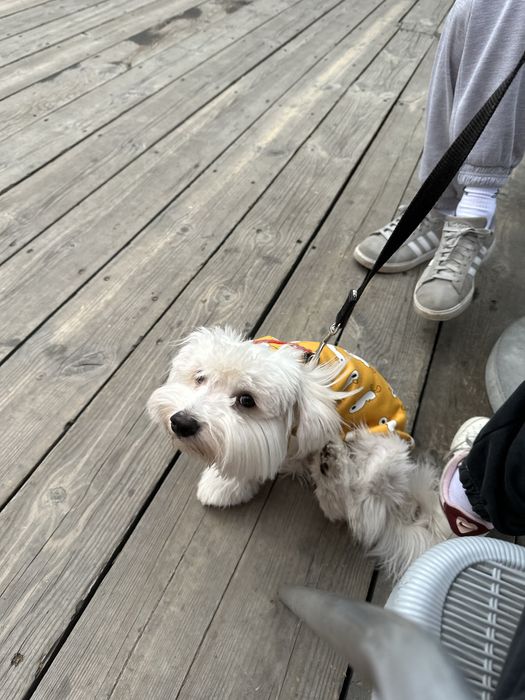 Мальтипу в хорошие добрые руки