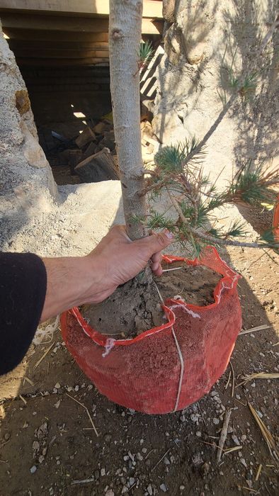 Qarag'ay (Сасна) ko'chatlari sotiladi