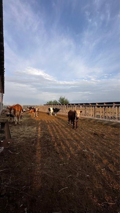 Фазенда для КРС и птицы