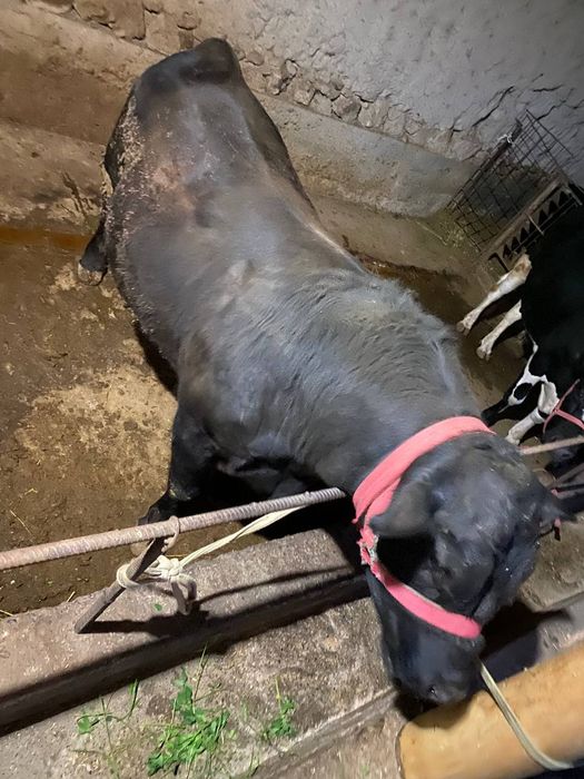 Buqalar sotiladi. Angus va gibirit, narxini kelishamiz