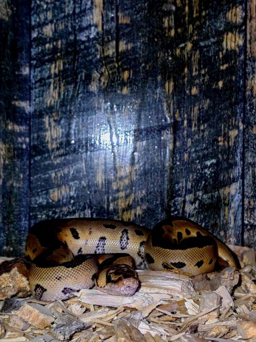 Piton regal (Phyton regius)