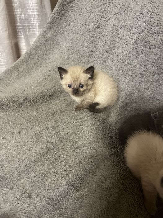 Отдам котят в добрые руки