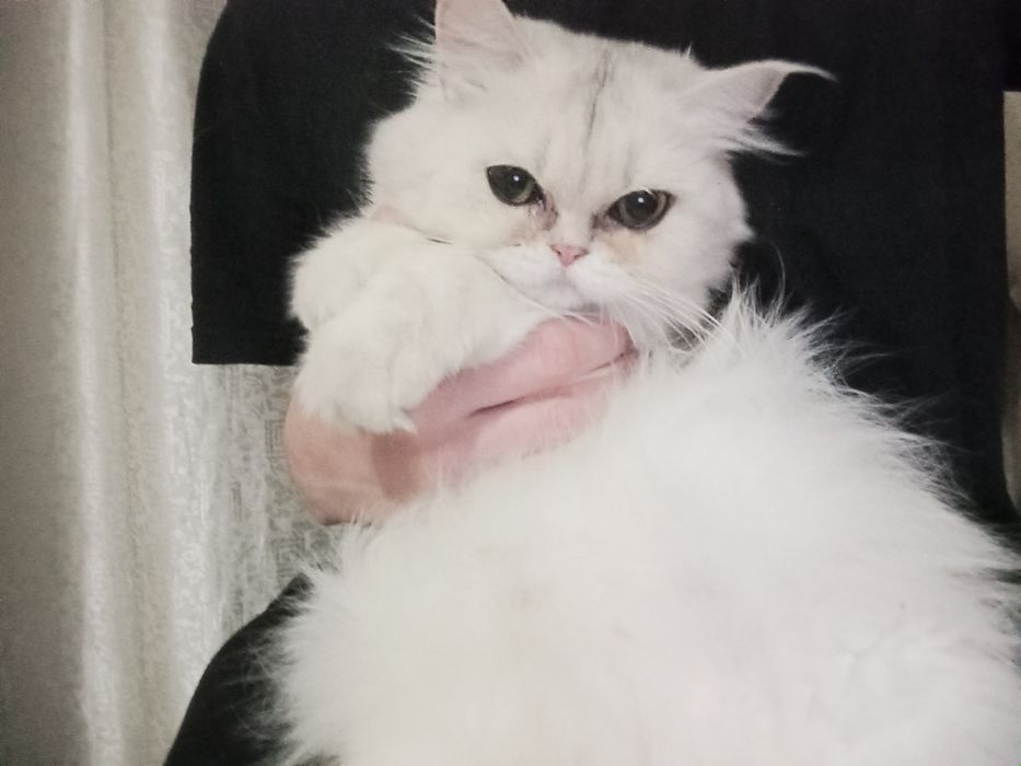 срочно продам девочку шиншиллу