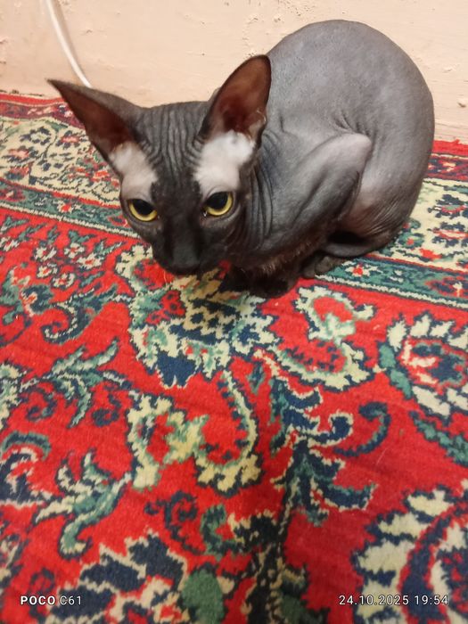 Отдам в хорошие руки котика.