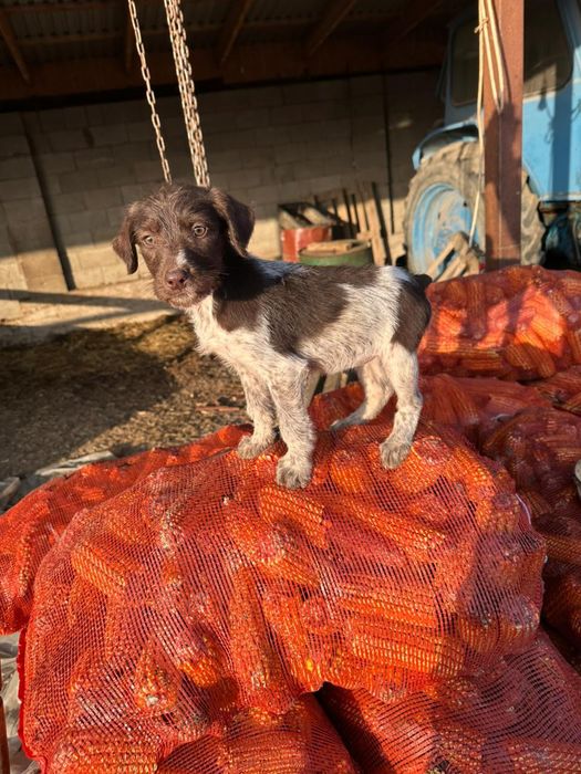 Продаётся щенок дратхара