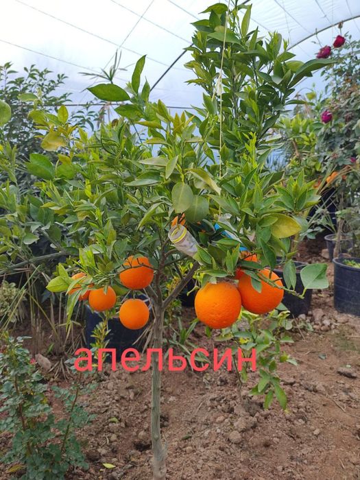 Apilsin,Mandarin,Kumkuvat,Pomello