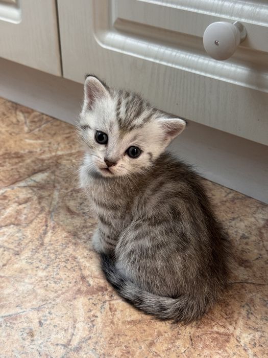 Котенка продам .