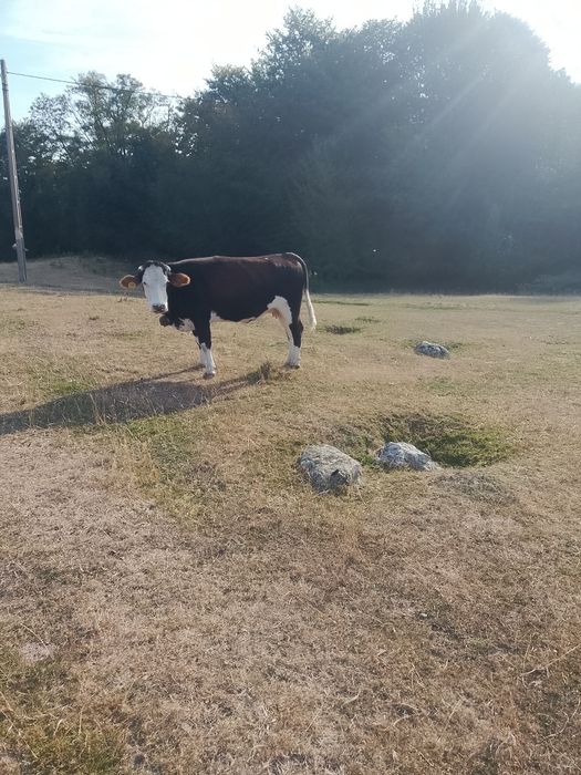 Junica de anul trecut împreună cu vaca se vând amândouă odată