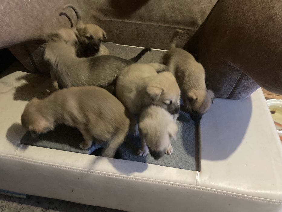 Дарю щенков метисов