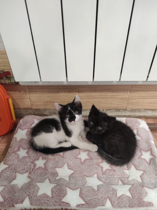 Домашний необычный котенок