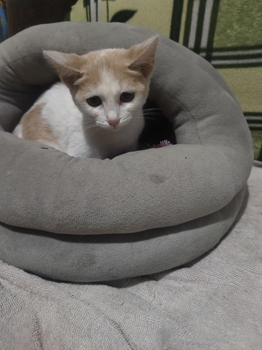 Кошечка в добрые руки