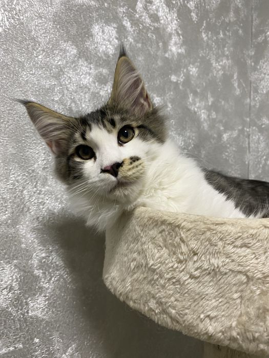 Котята мейн кун в Астане