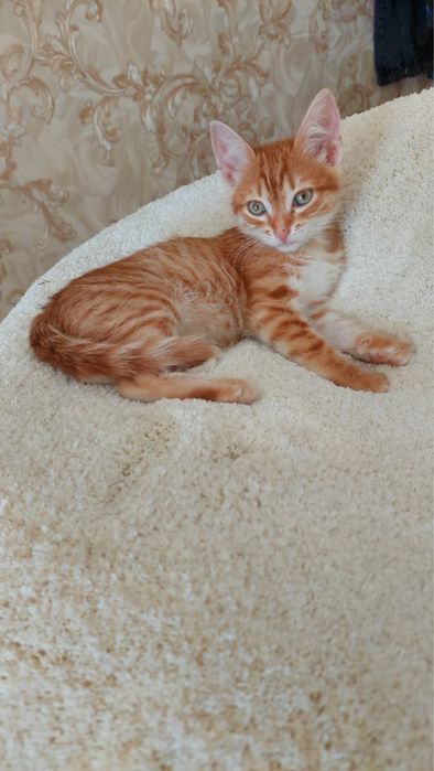 В добрые руки котенок-девочка