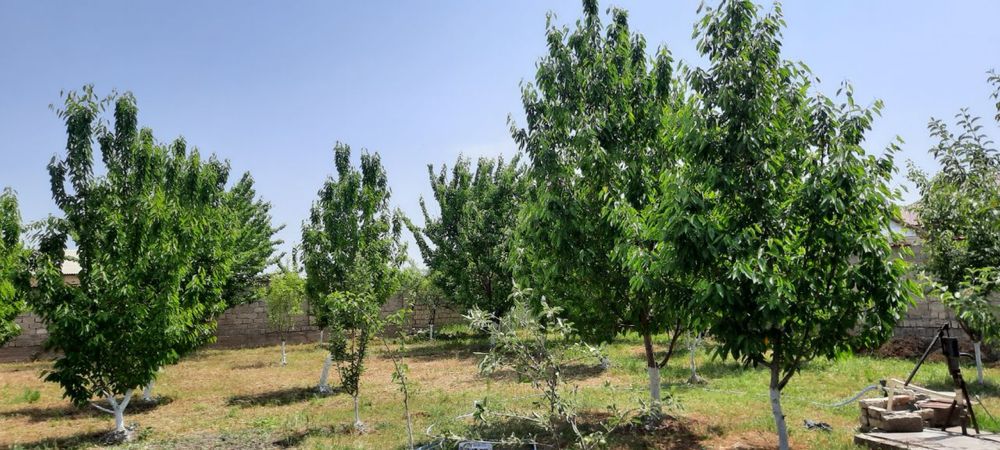 Барданкулда 10 сот. ер сотилади Срочно!